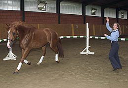 Coaching by Horse - Imagebild