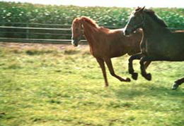 Coaching by Horse - Imagebild